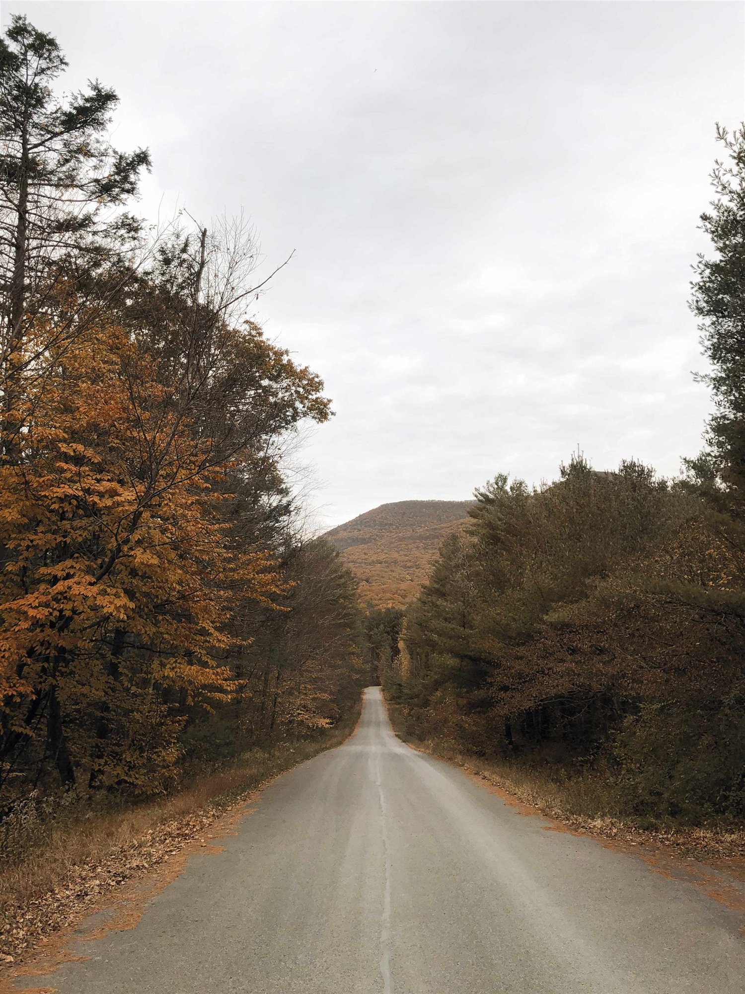 Catskills refugio en el bosque bosque