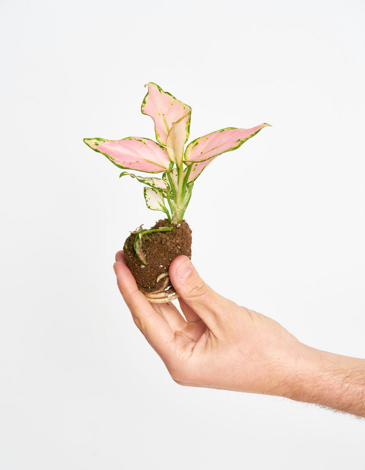 miniplanta