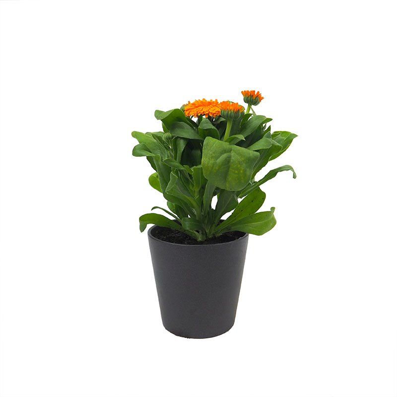 calendula