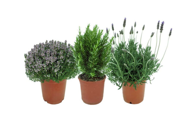 Tienda de plantas