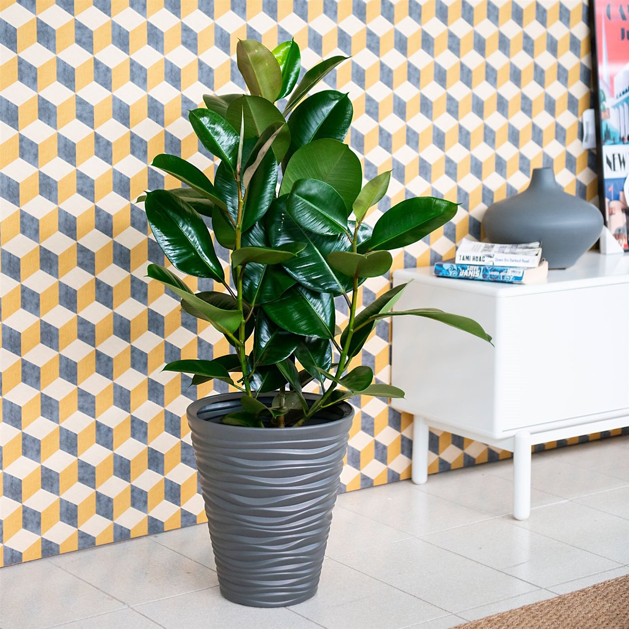 Ficus