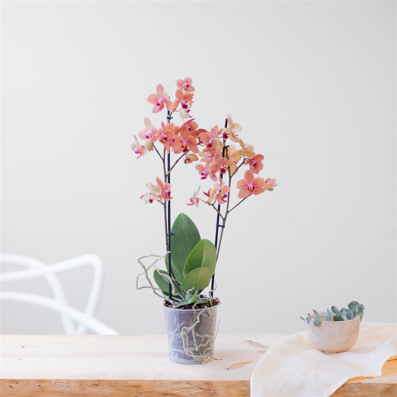 Orquídea