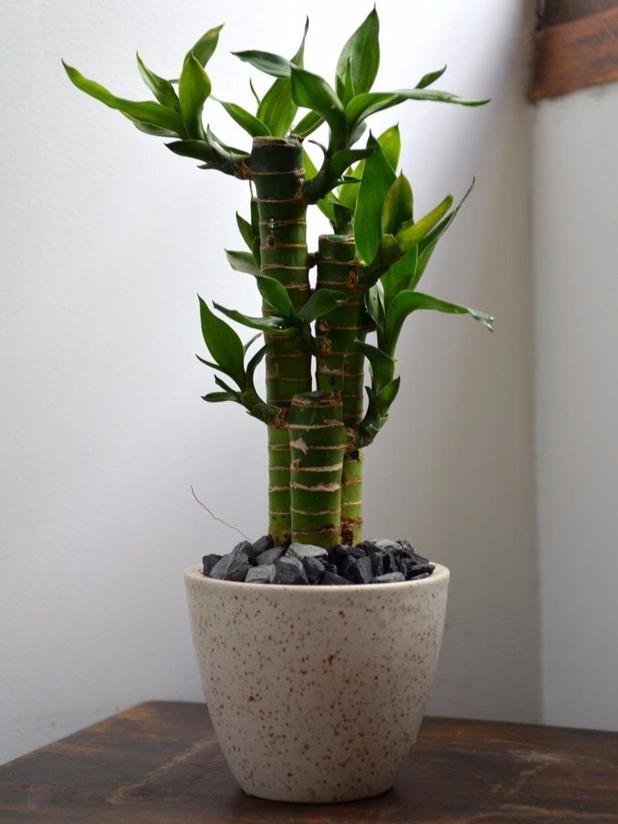 lucky bamboo. Bambú de la suerte 