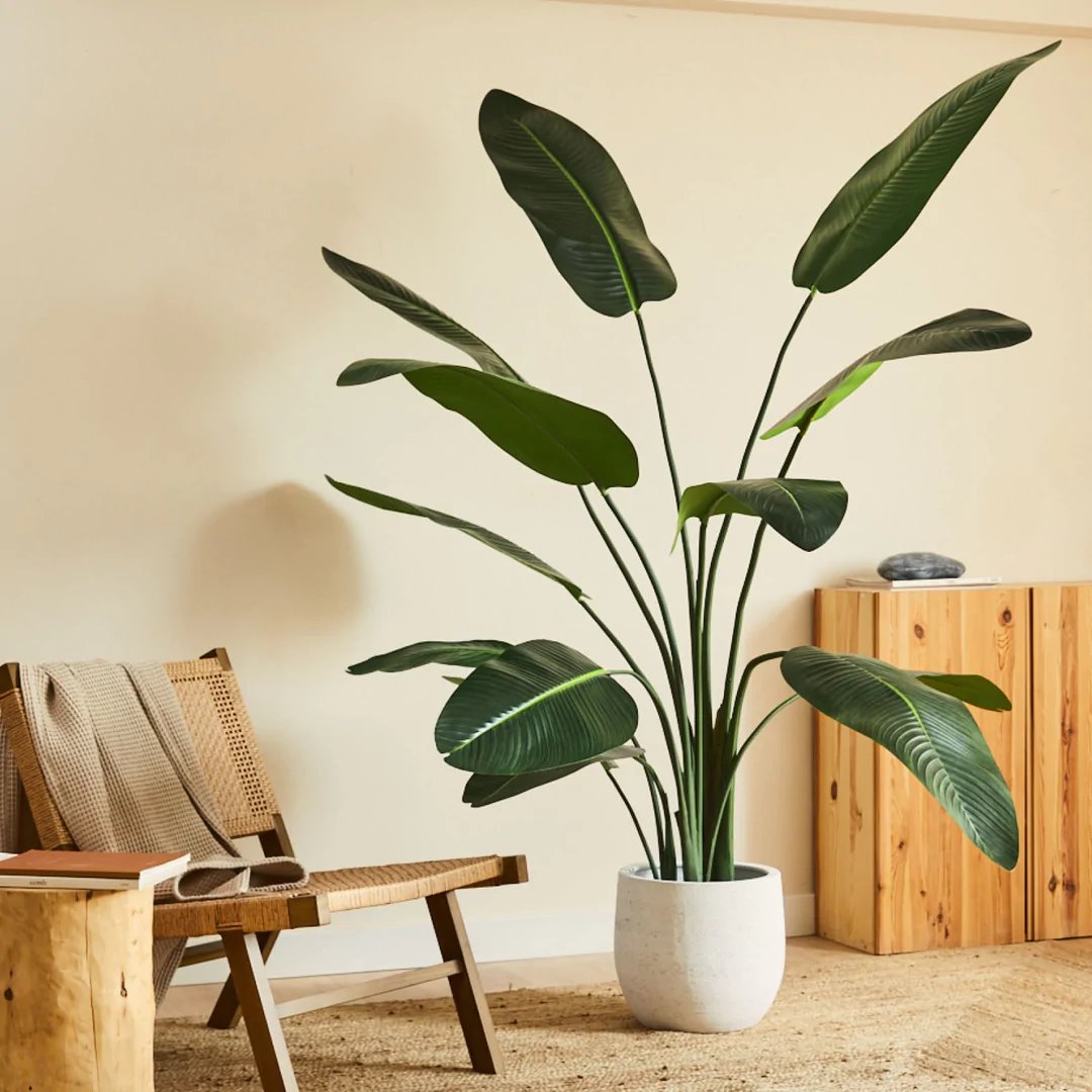 FotosfotografoformatoWEB9 1080x. Dieffenbachia 