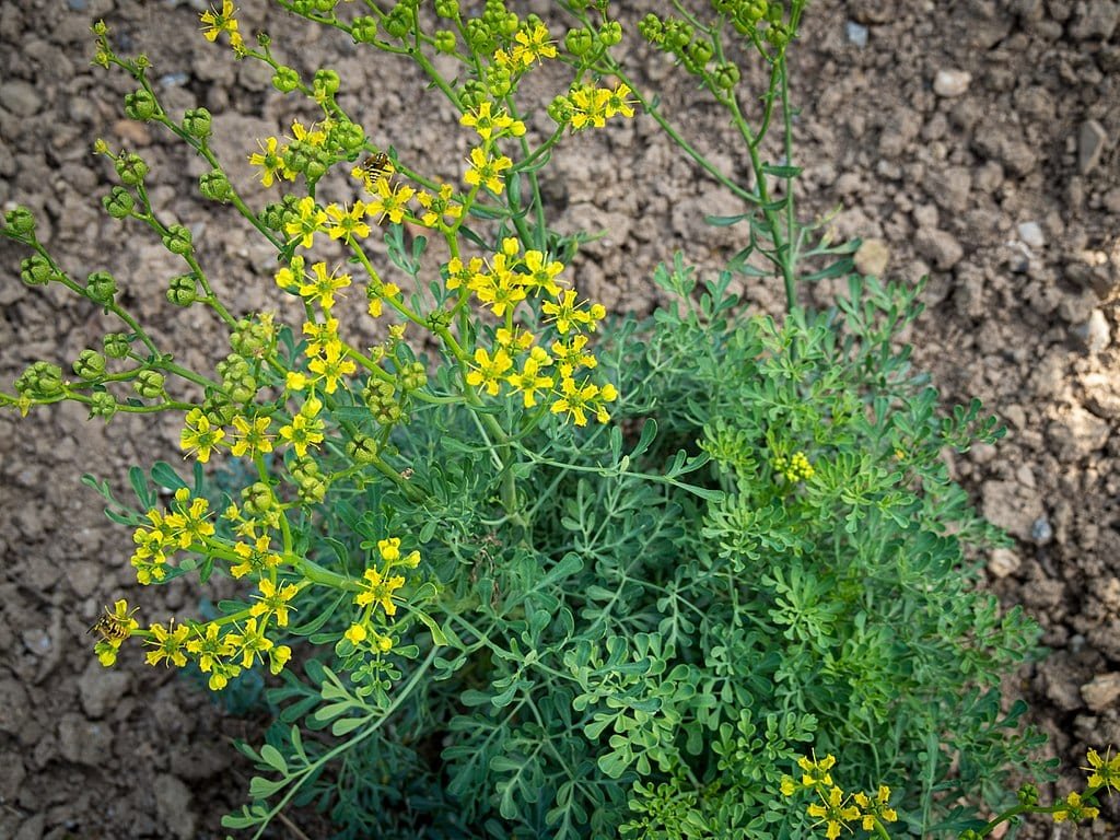 ruta-graveolens. Ruda