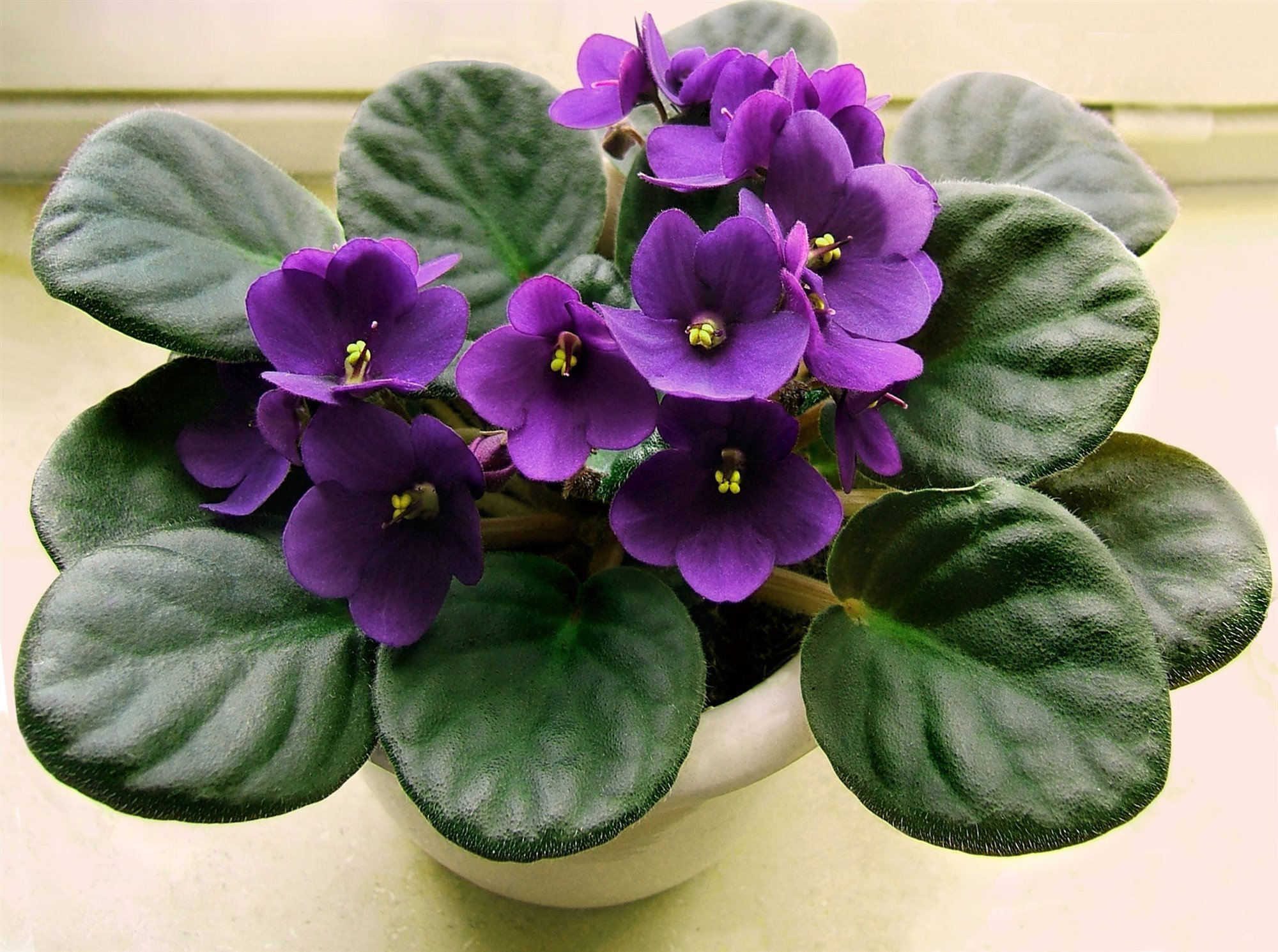 Saintpaulia. Violeta africana