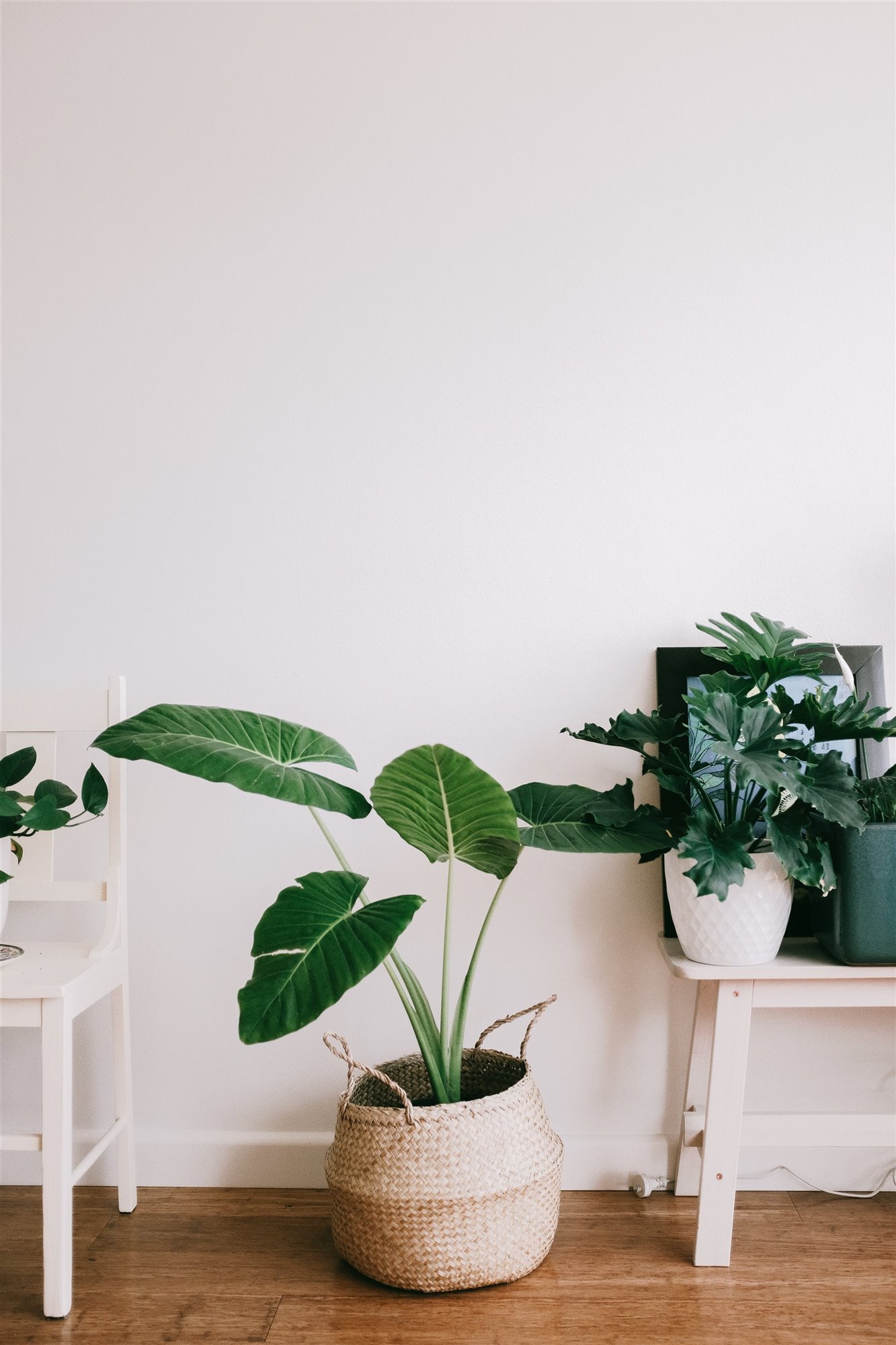 Cestas convertidas en maceteros, la tendencia de moda para las plantas