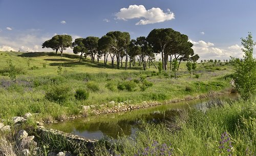 Parque forestal de Valdebebas Felipe VI, en Madrid 