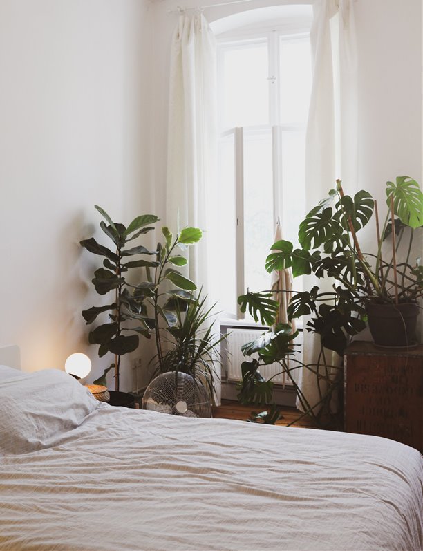 ¿Es bueno tener plantas en el dormitorio? 