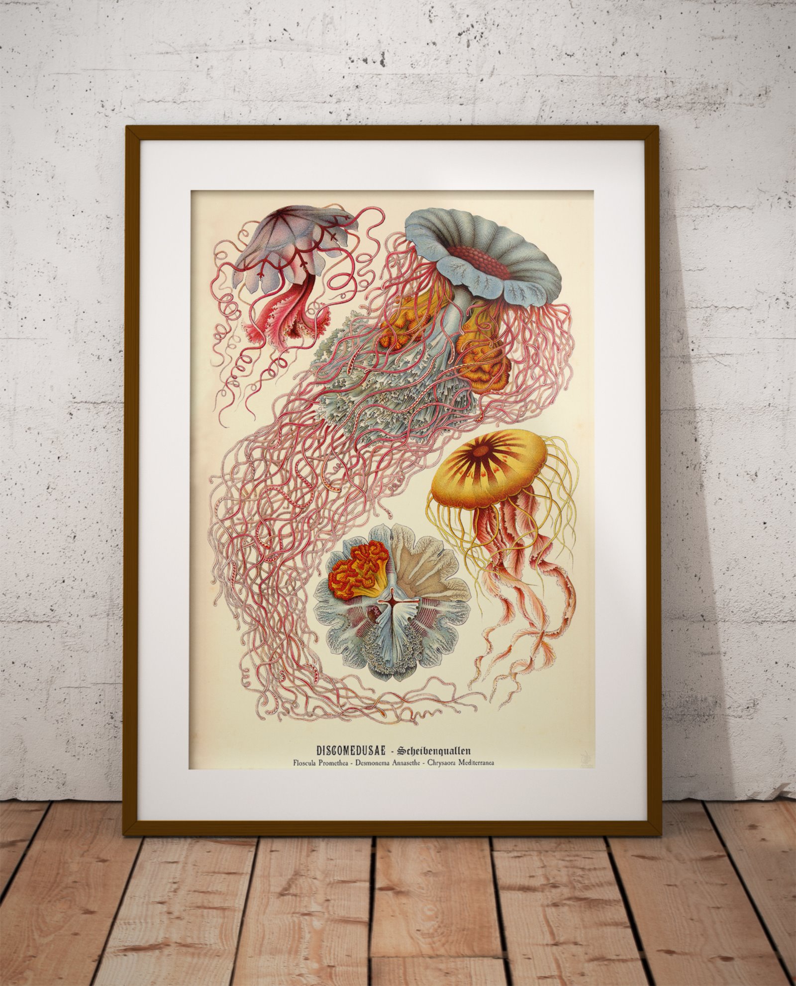 5. sociedad-laminaria-posters
