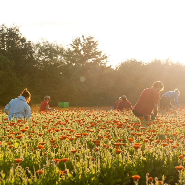 La importancia de los jardines, así serán en el futuro