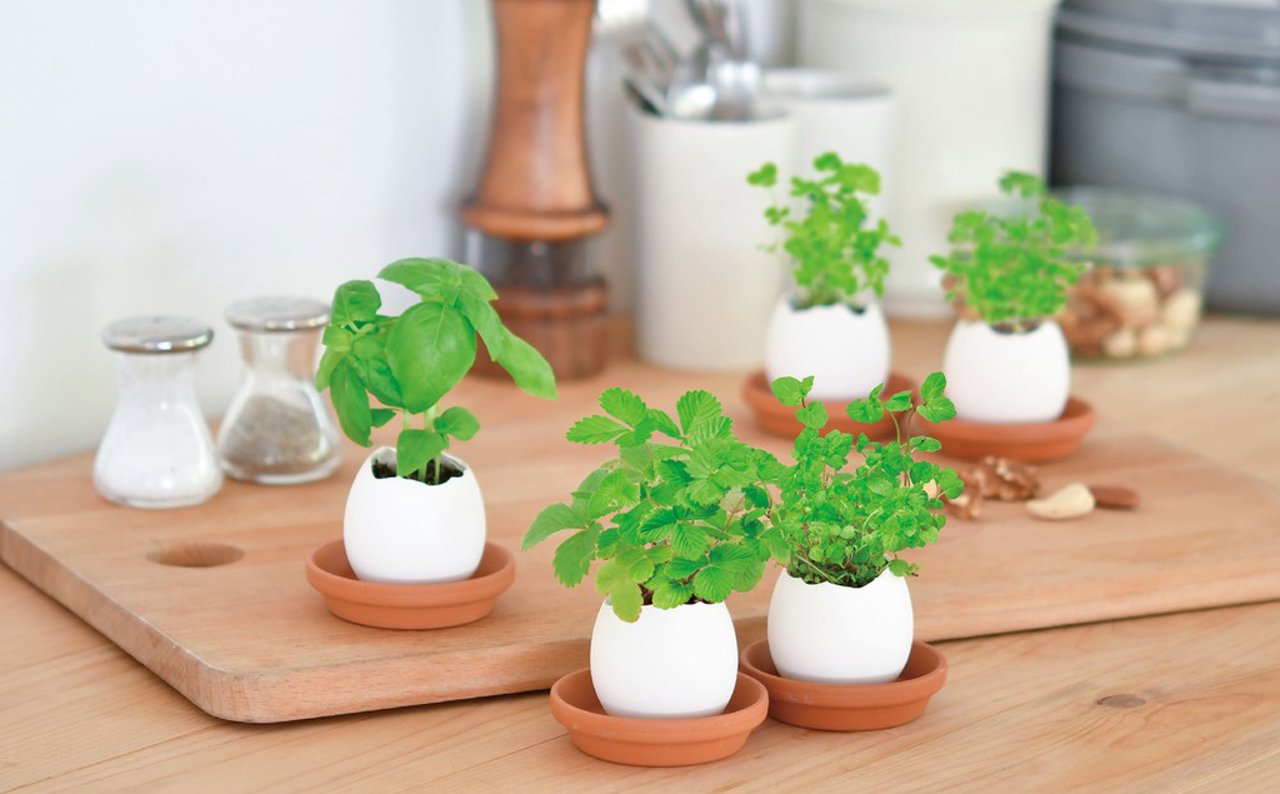 ¿Te animas a cultivar tu propia planta huevo? 