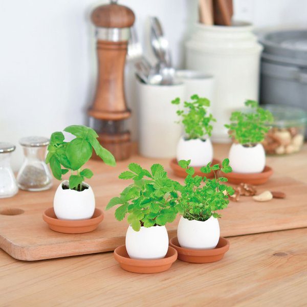 Las pequeñas plantas huevo que arrasan en Japón son nuestro nuevo objeto de deseo