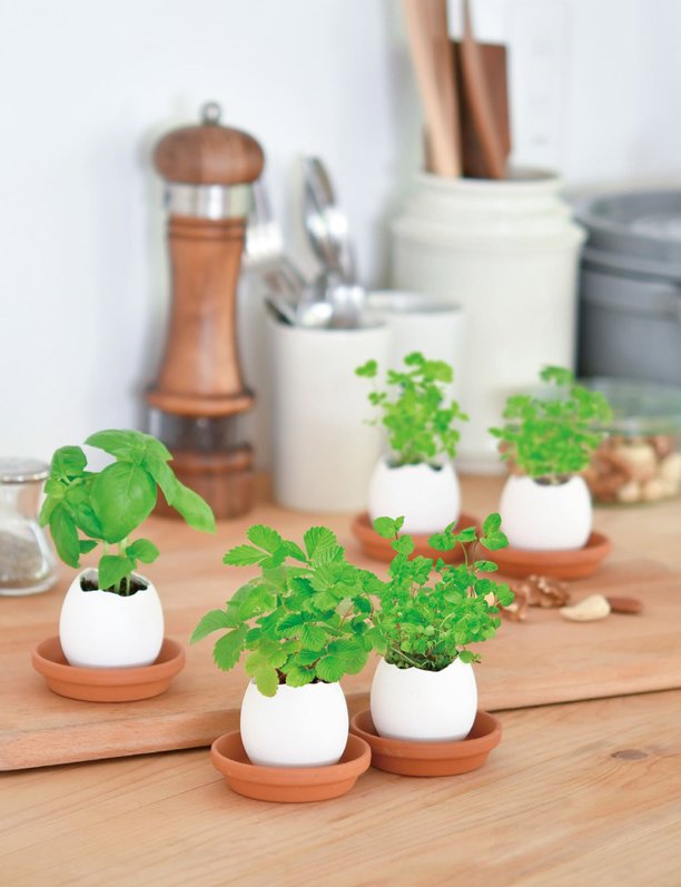 Las pequeñas plantas huevo que arrasan en Japón son nuestro nuevo objeto de deseo