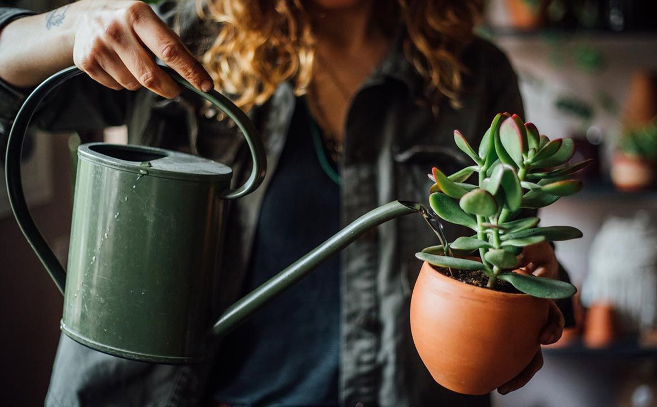 Las plantas cuentan con una amplia variedad de beneficios