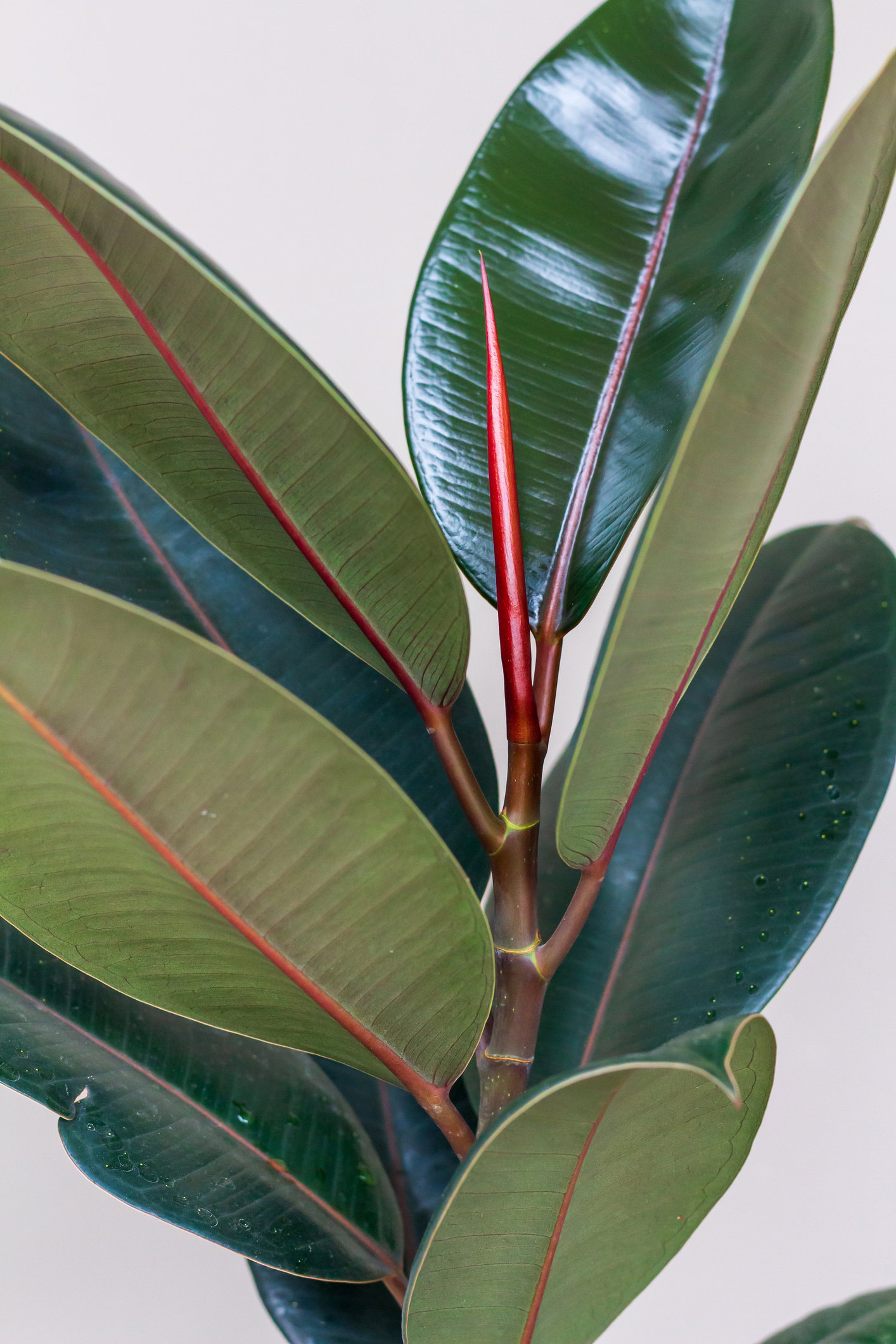 Ficus elastica