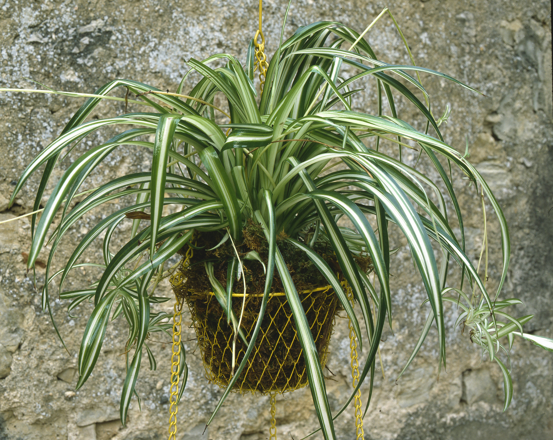 Chlorophytum comosum