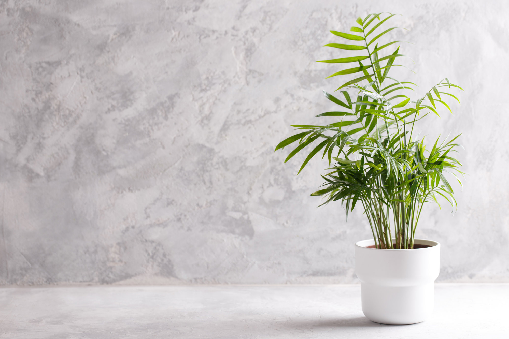 Palmera areca