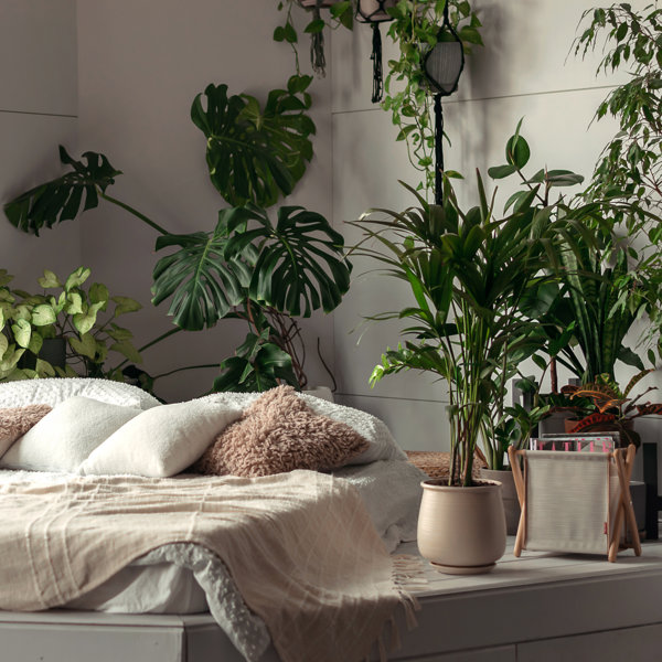 Estas son las 9 plantas antialergia que te ayudarán esta primavera