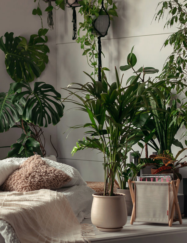 Estas son las 9 plantas antialergia que te ayudarán esta primavera