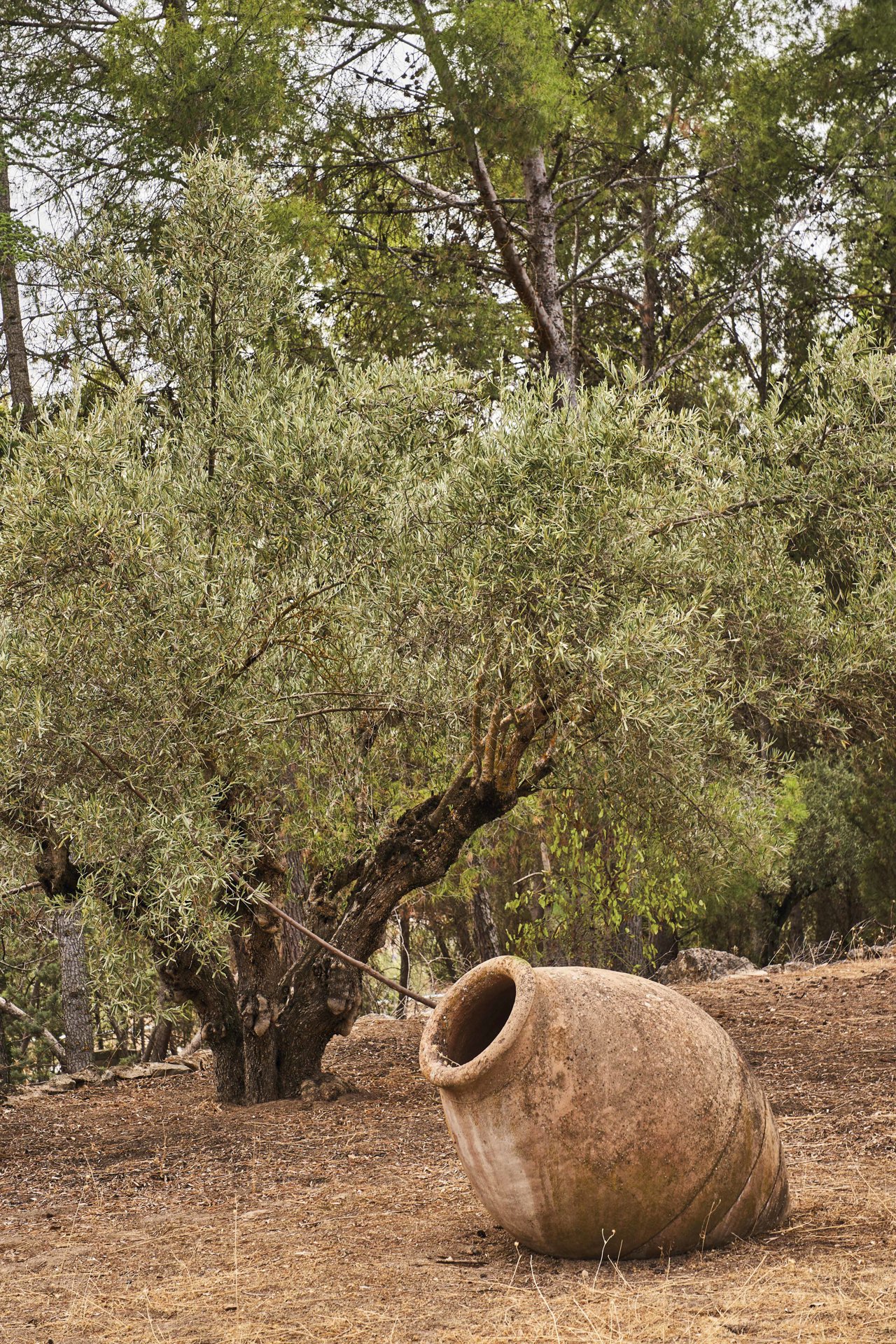  Un rincón de la parcela con una tinaja antigua