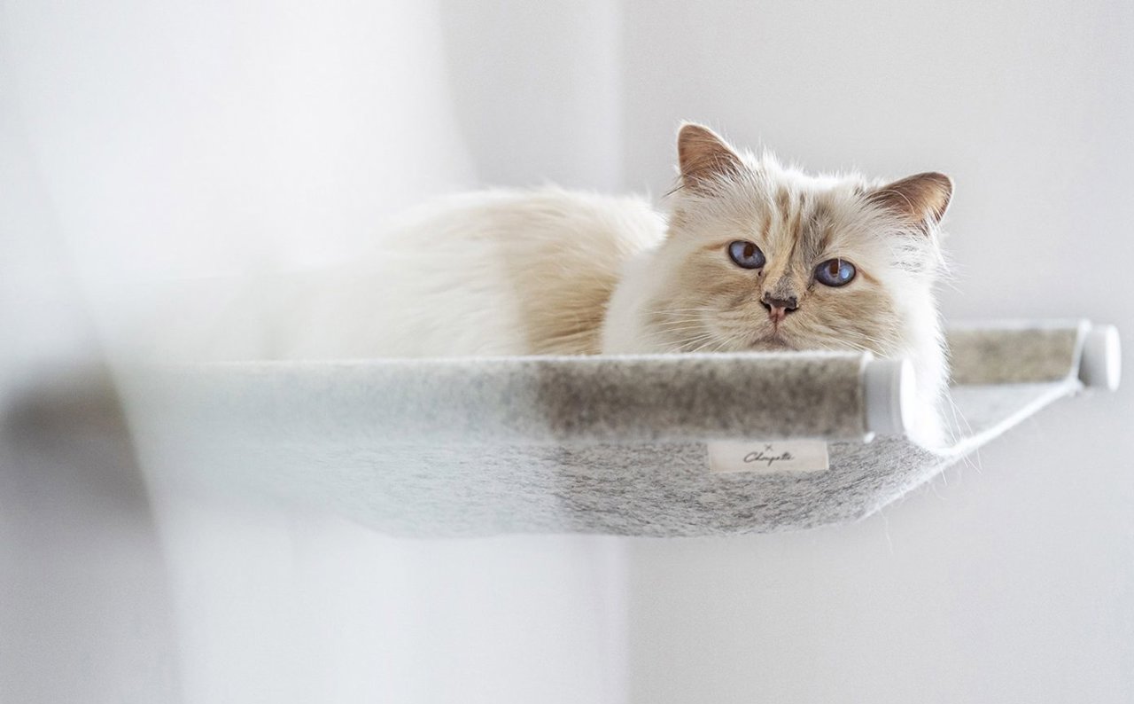 La mirada de Choupette lo dice todo sobre lo bien que vive.