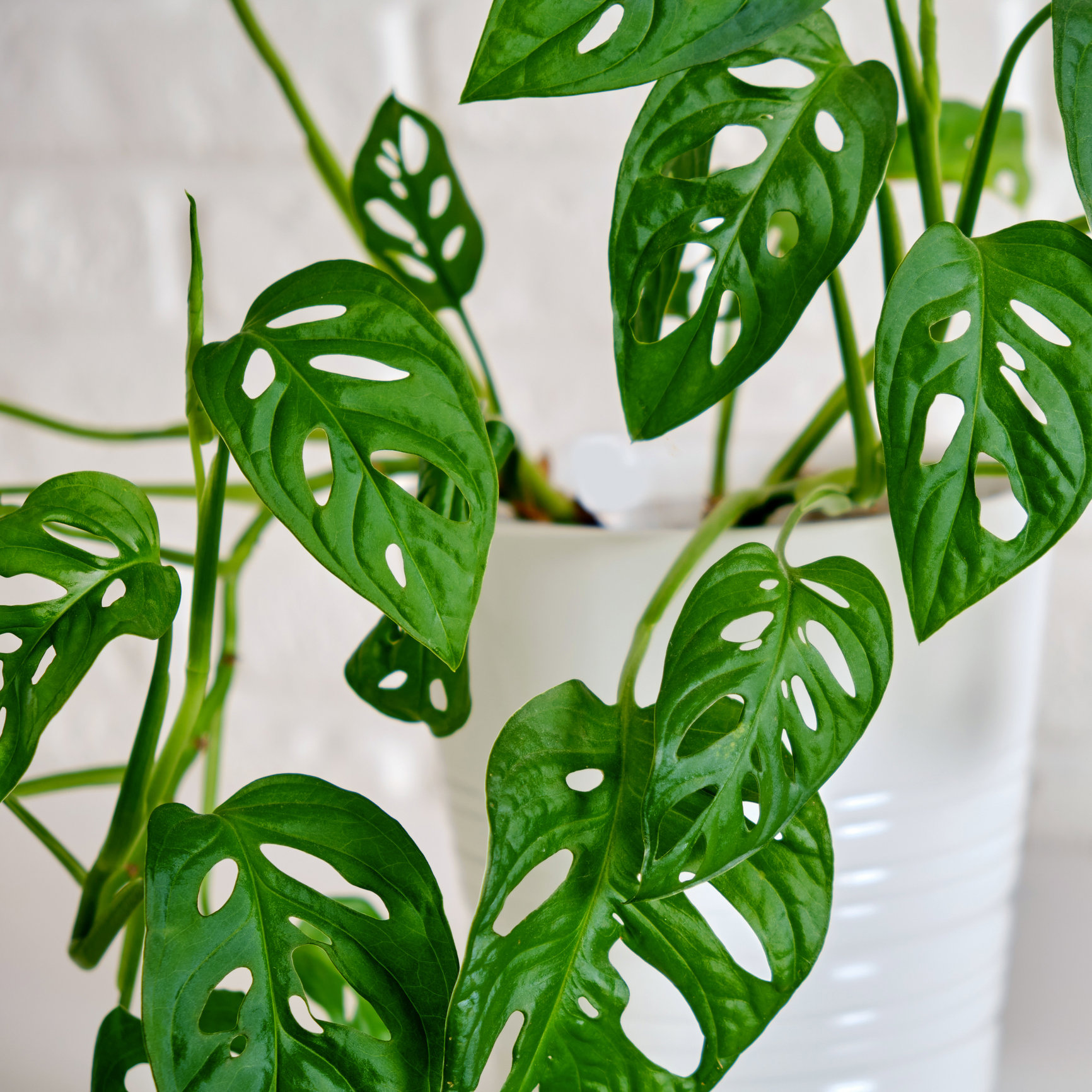 Monstera  Adansonii