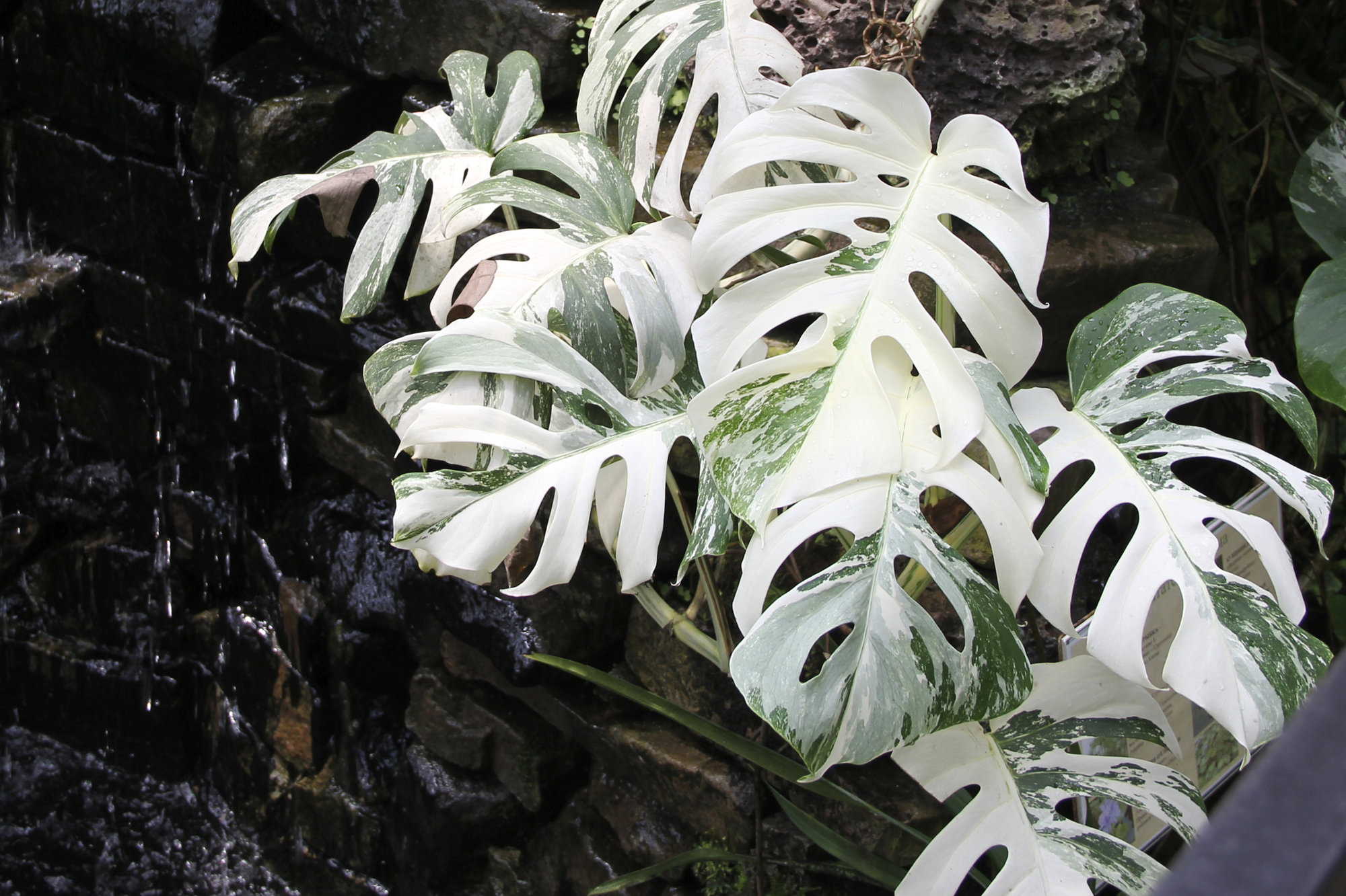 Monstera Variegata Thai Constellation