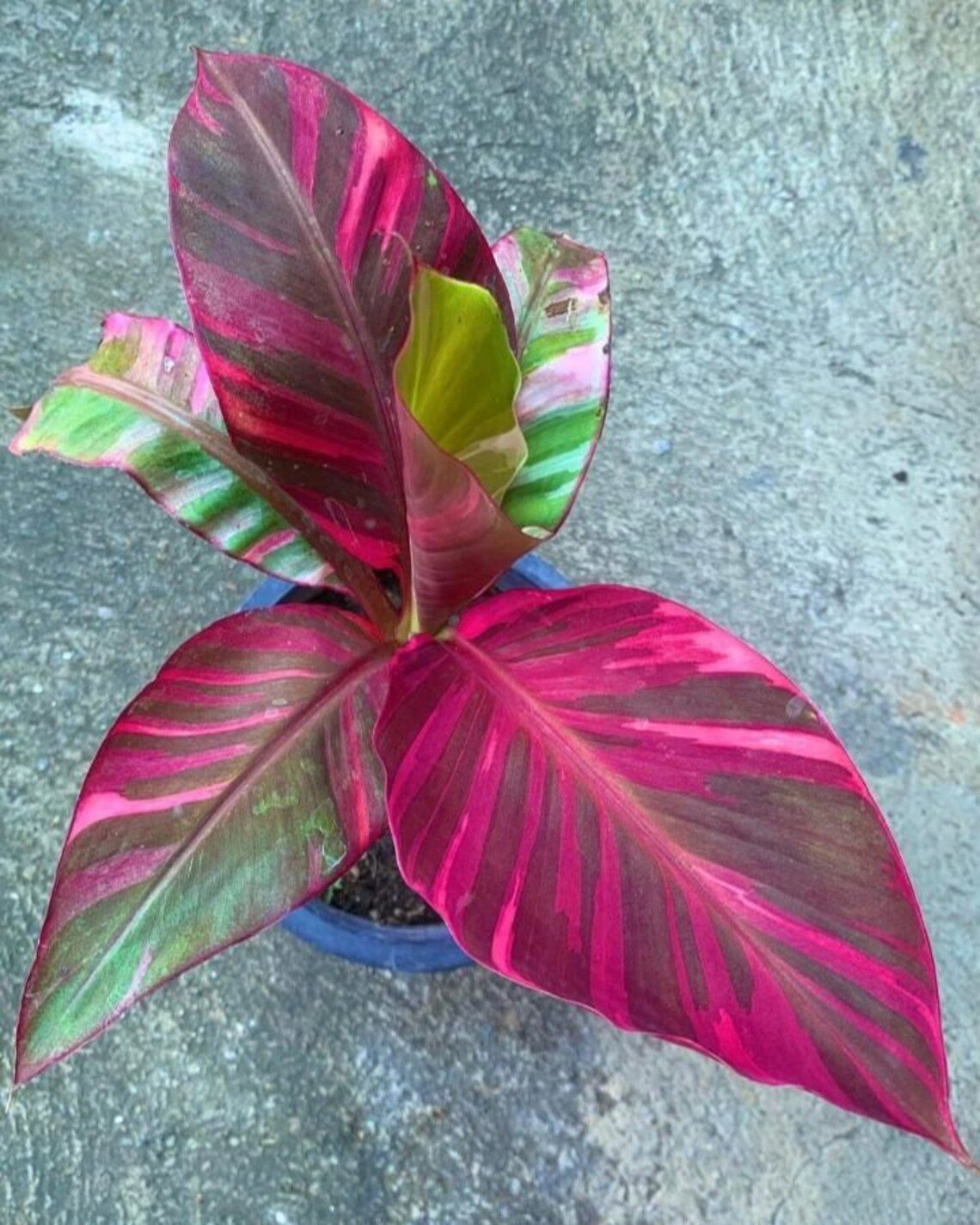 Musa Banana Purple Pink