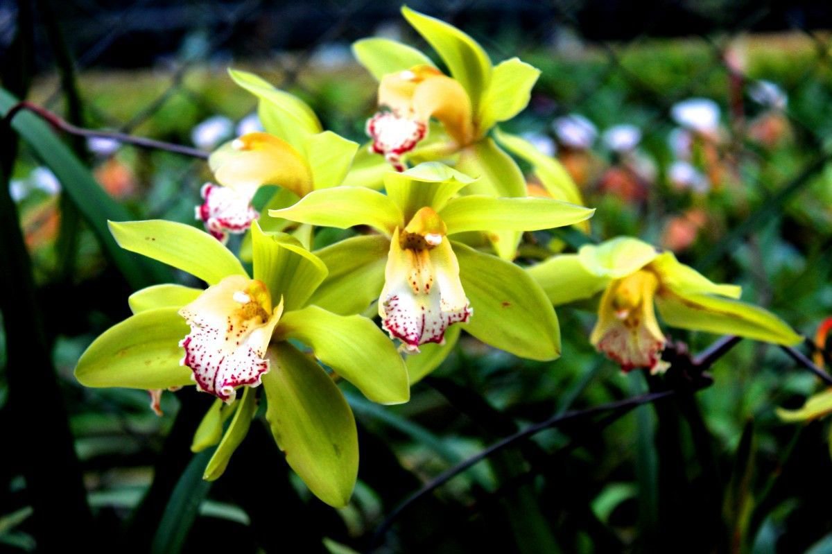 Orquídea Shenzhen Nongke 