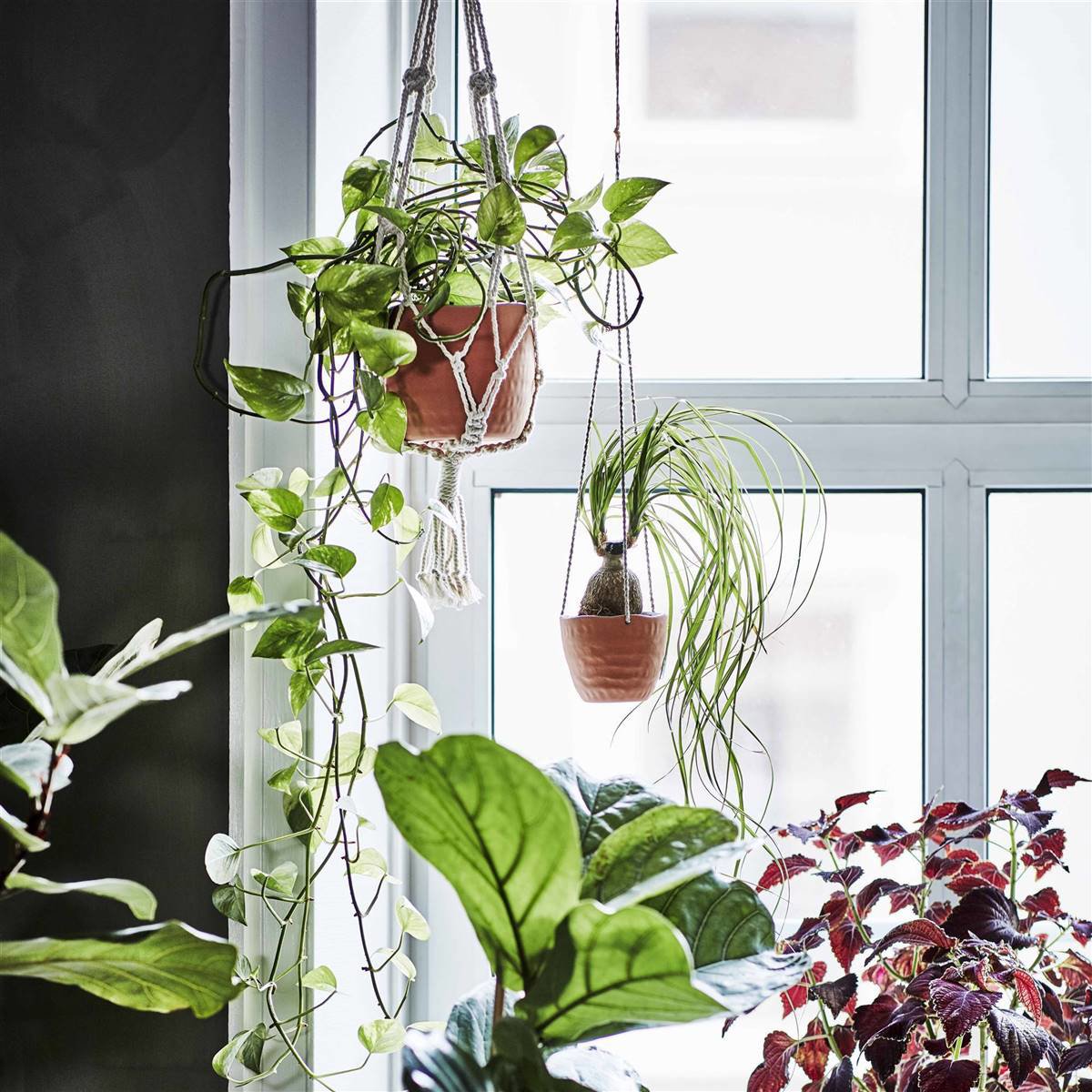 coleccion botanisk Ikea