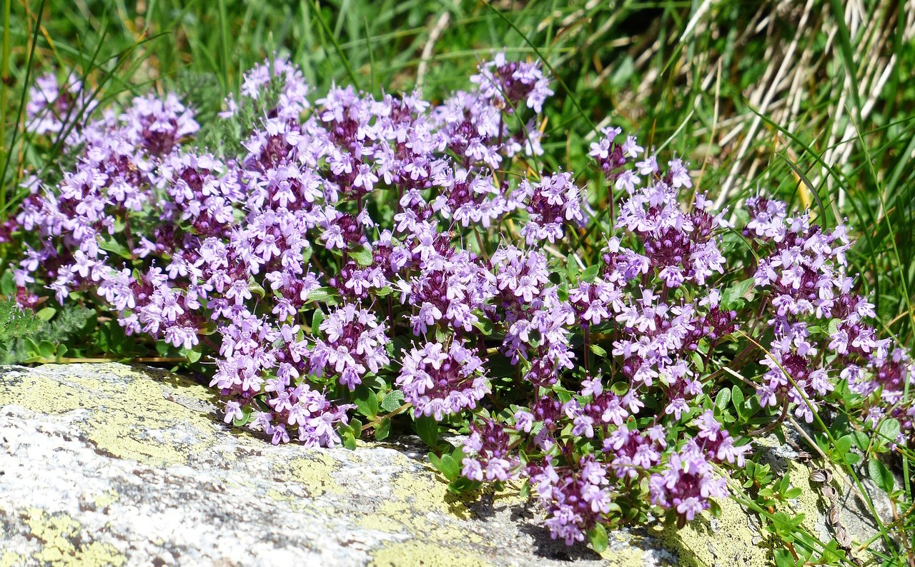 Flor del tomillo