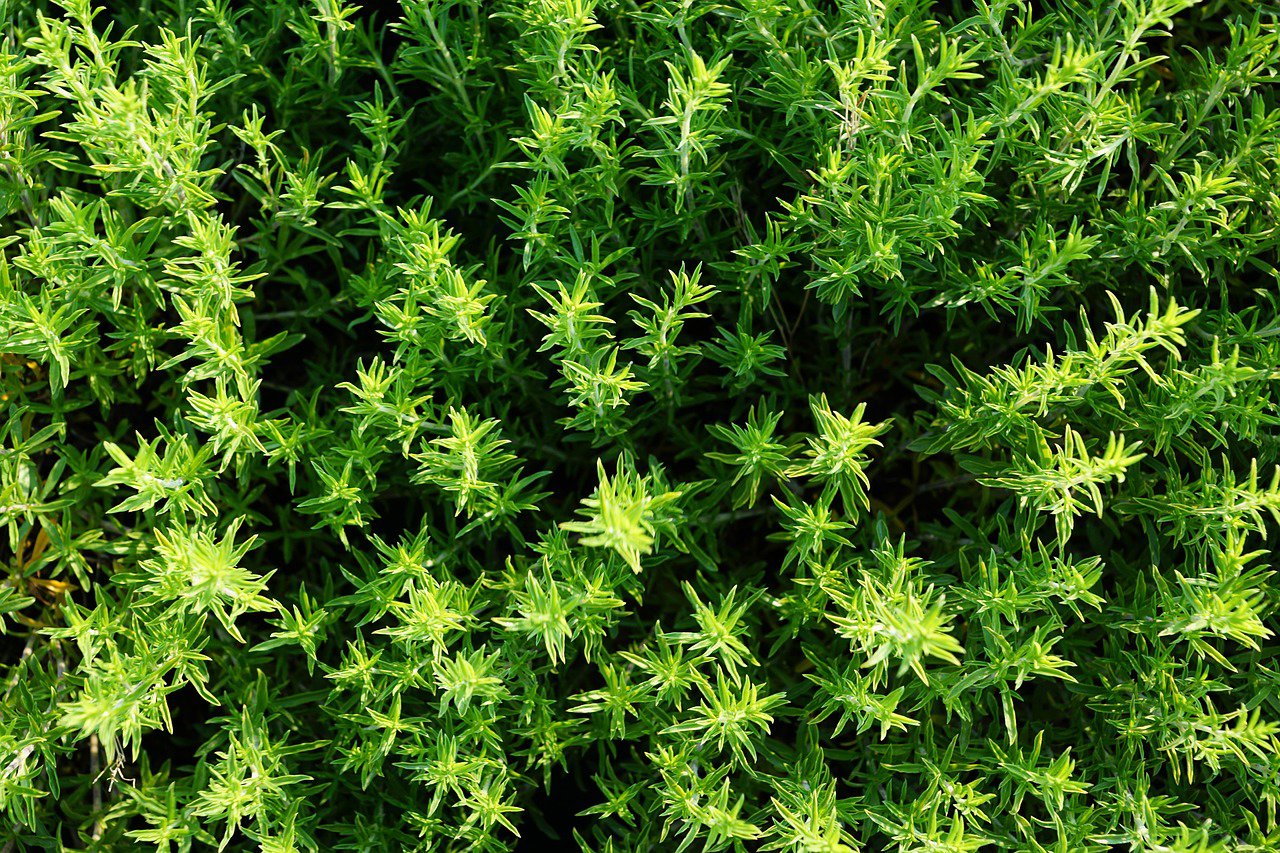 La primavera es la mejor época del año para cultivar el tomillo