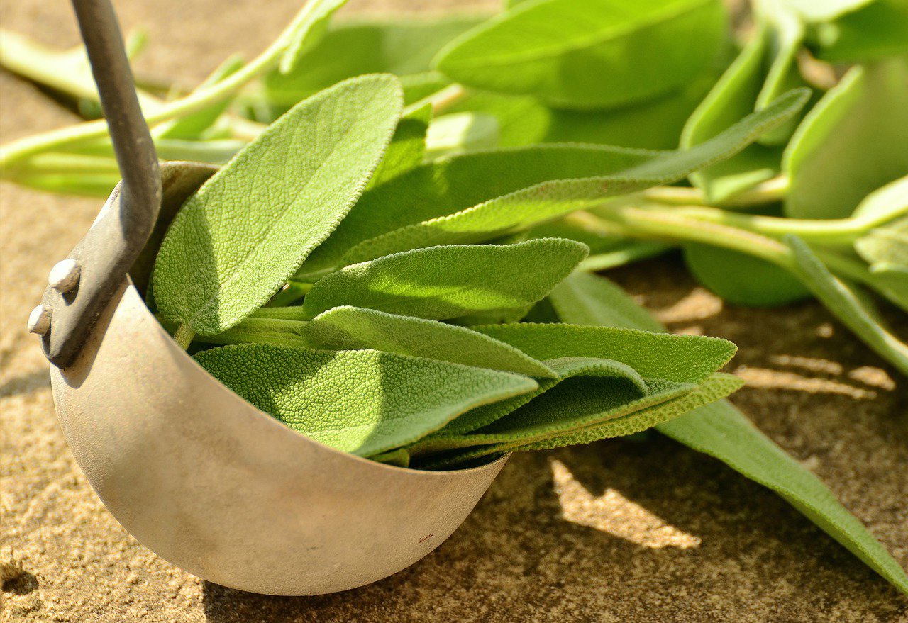 Hojas de salvia