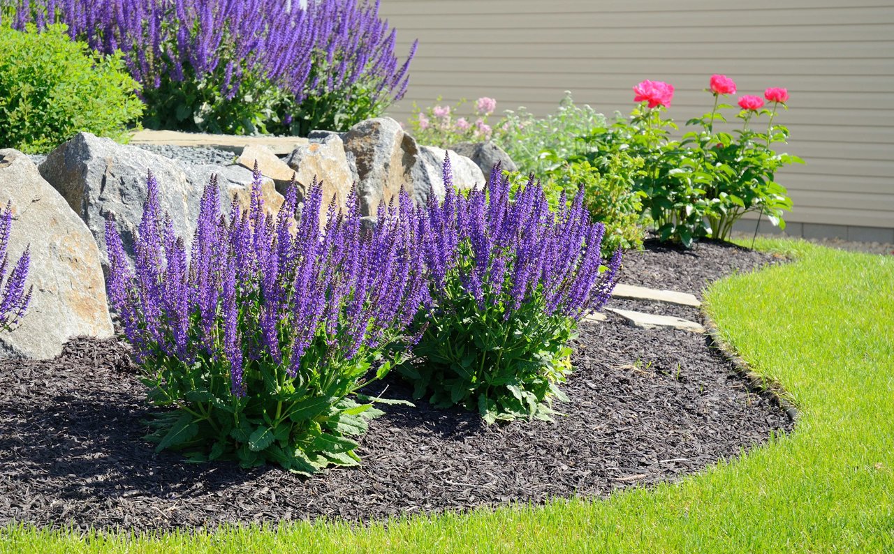 Aprende a purificar tu casa con la planta de salvia - Mejor con Salud