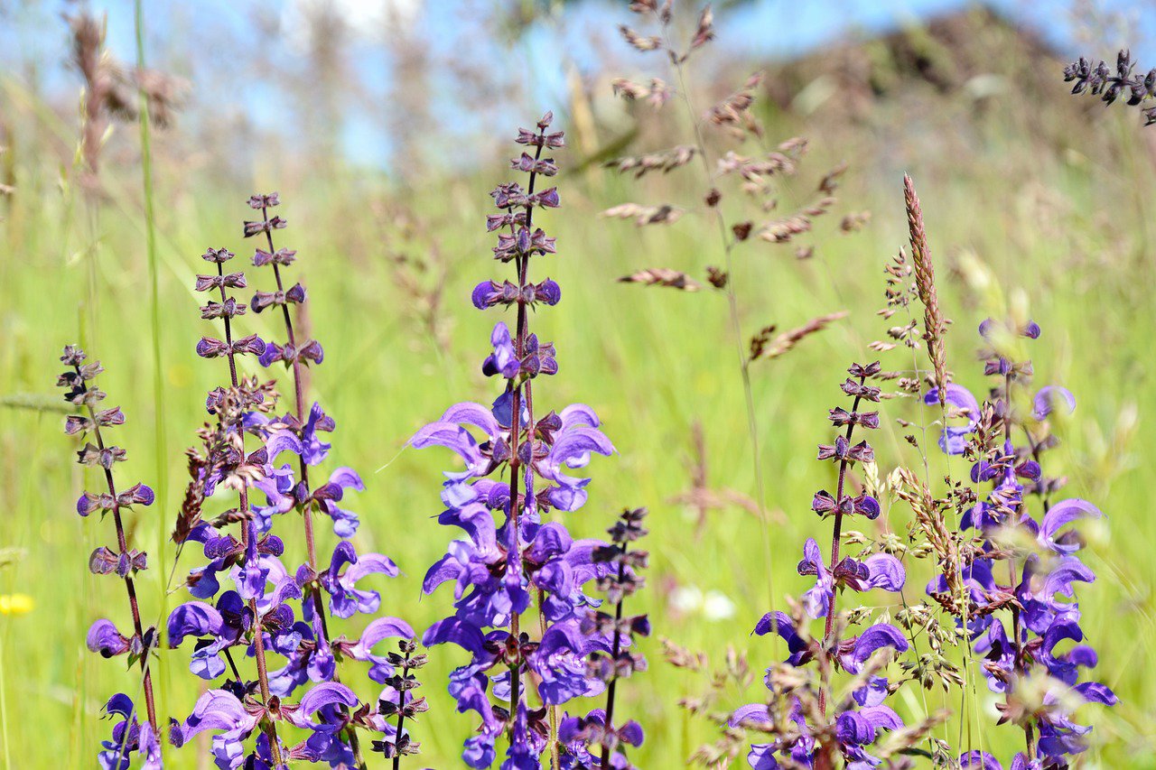 Las flores de la planta pueden ser de color violeta, rosa o blanco