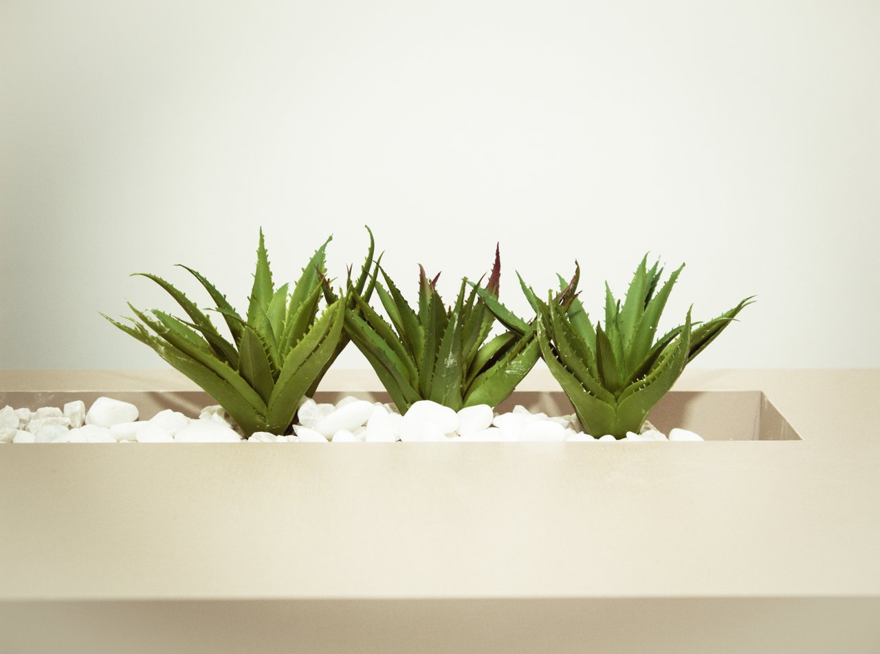 El Aloe Vera como purificador natural del ambiente