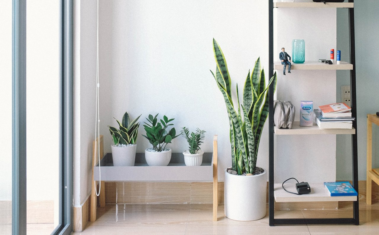 Mantén tu casa fresca con estas plantas