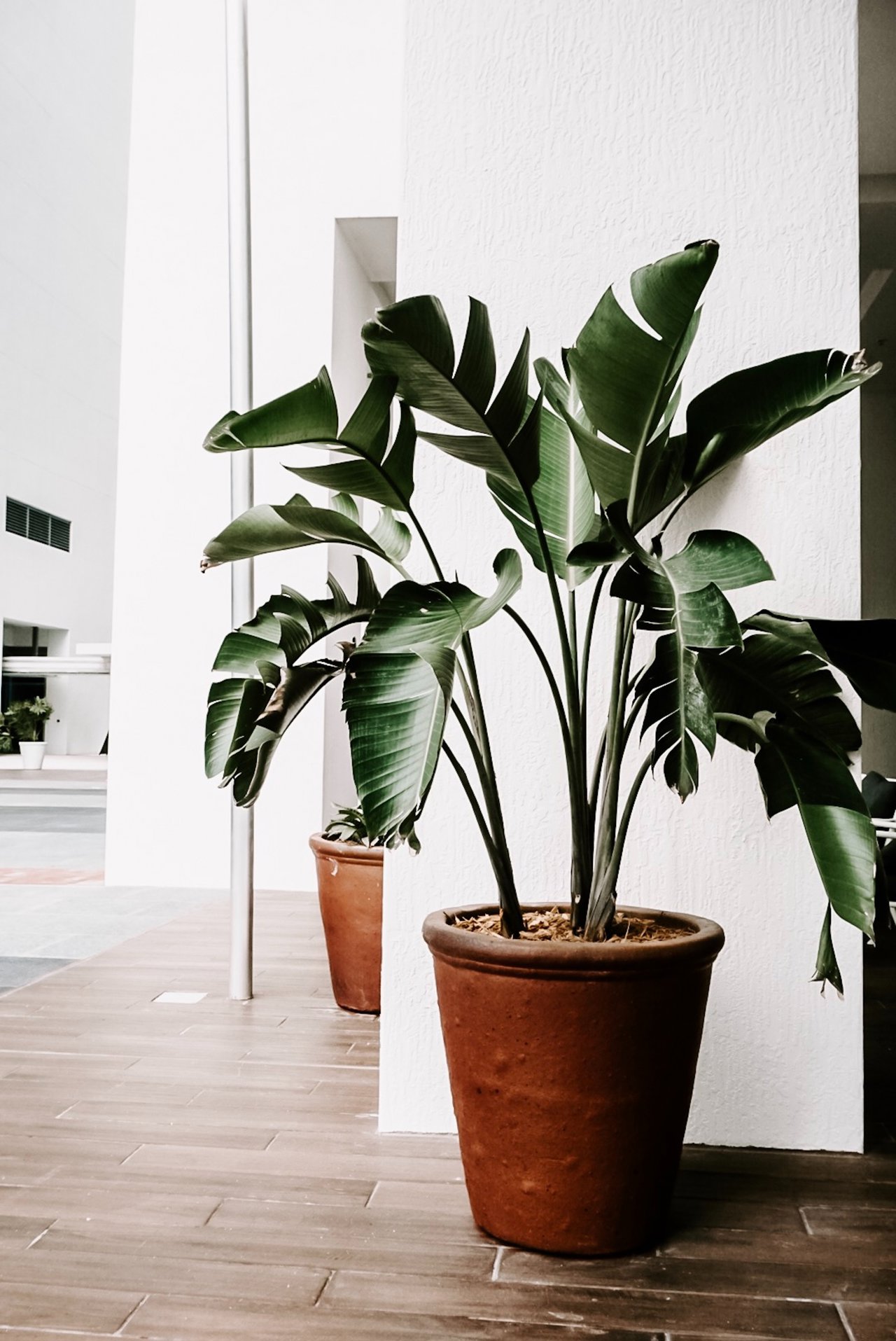 Existen varias formas de mantener nuestras plantas regadas, solo hay que elegir el más adecuado a nuestras necesidades.