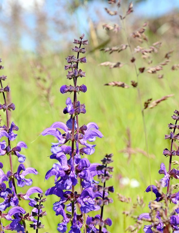 Plantas aromáticas: Cómo cuidar la salvia y cuáles son sus propiedades y beneficios 