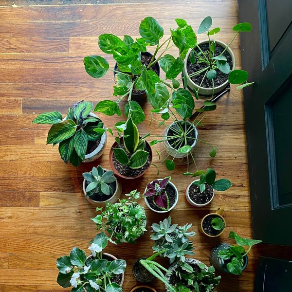 9 consejos (de experto) para preparar tus plantas y que las encuentras espléndidas a tu vuelta de vacaciones