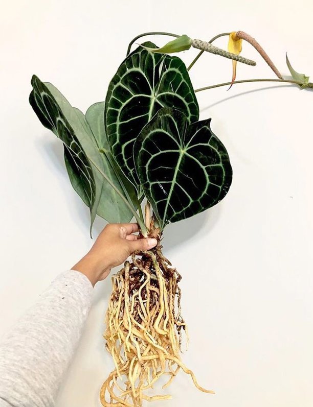 Los decoradores eligen siempre estas 7 plantas cuando tienen que dar vida a un interior