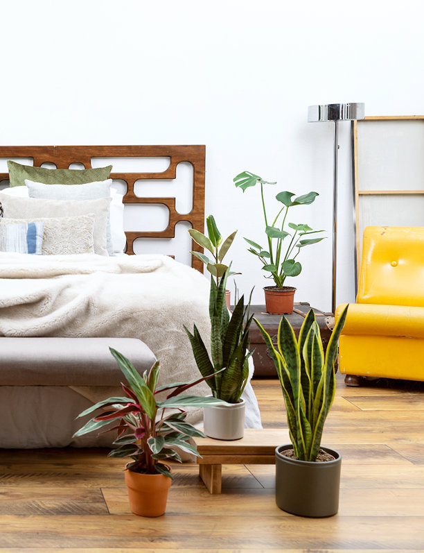 Estas son las plantas más buscadas (y fáciles de cuidar) de lo que llevamos de 2023