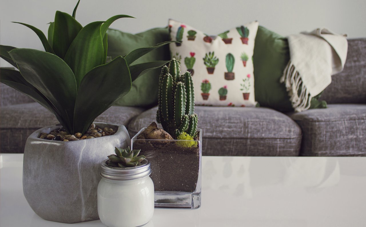 Añade estos cactus a la decoración de tu casa. 