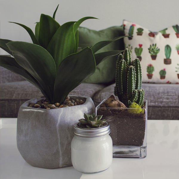 16 tipos de CACTUS muy diferentes que deberías conocer (y tener): ¡nosotros los queremos todos!