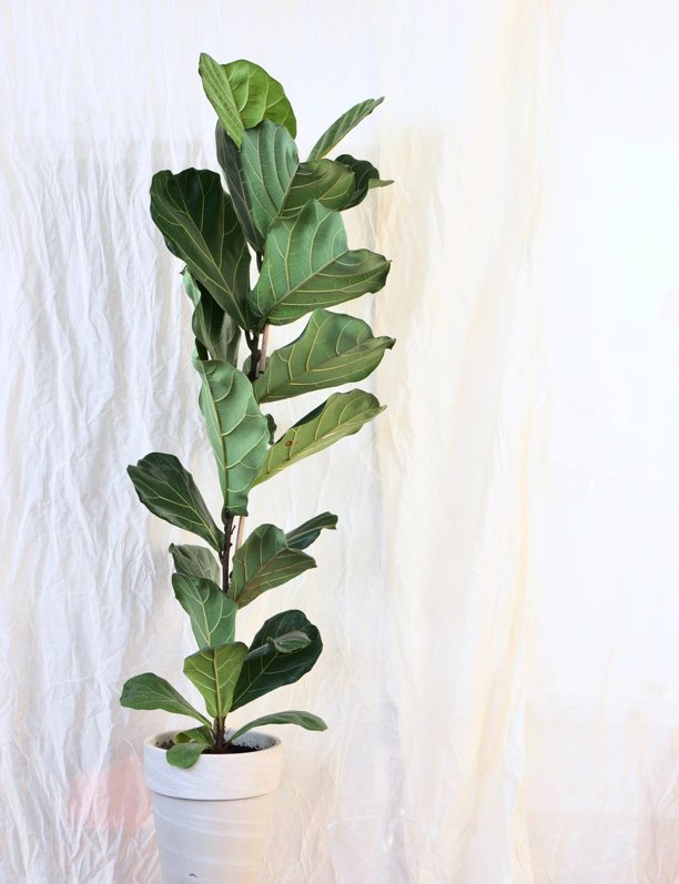 12 plantas MINIMALISTAS perfectas para una casa con el sello de Arquitectura y Diseño
