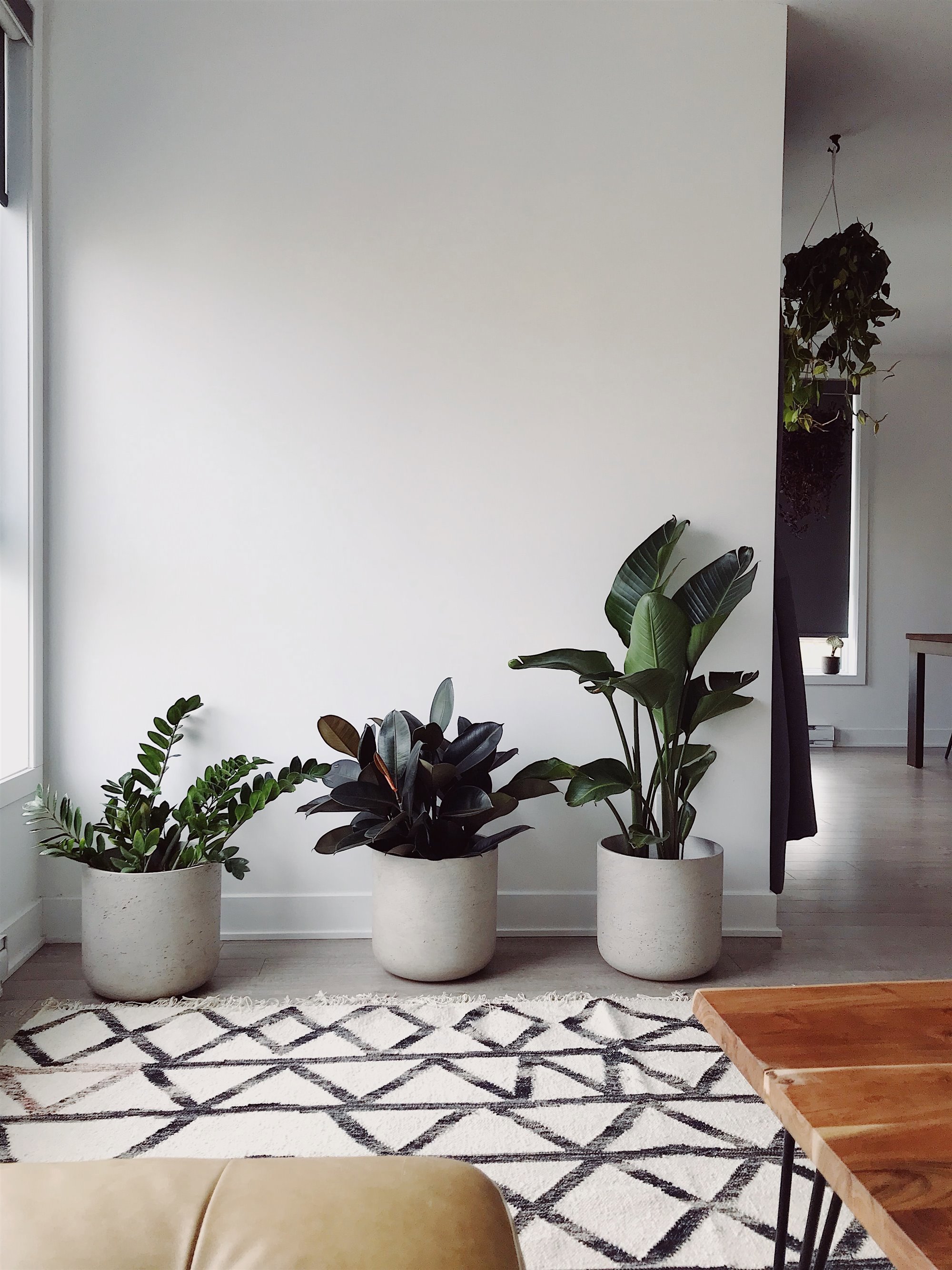 Plantas de interior